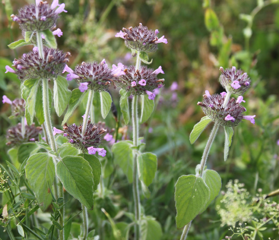 Clinopodium vulgare